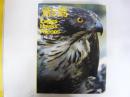 鷲と鷹　 Ｅａｇｉｅｓ Ｈａｗｋｓ Ｆａｉｃｏｎｓ