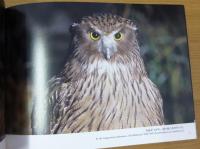 シマフクロウの聲がきこえる。