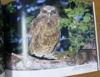 シマフクロウの聲がきこえる。