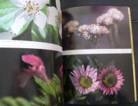 北限の花アッツ島再訪