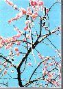青き光
