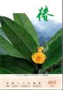 日本ツバキ協会 会誌 椿 40号