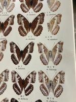 東南アジア島嶼の蝶 : 図鑑 タテハチョウ 上下揃