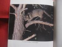 沖縄の秘境を探る    　　高良鉄夫　  著    　　琉球新報社  　発行   　　　　     【沖縄・琉球・歴史・文化・自然・生物・動物・植物・尖閣列島・西表島】