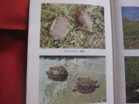 沖縄の秘境を探る    　　高良鉄夫　  著    　　琉球新報社  　発行   　　　　     【沖縄・琉球・歴史・文化・自然・生物・動物・植物・尖閣列島・西表島】