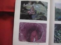 沖縄の秘境を探る    　　高良鉄夫　  著    　　琉球新報社  　発行   　　　　     【沖縄・琉球・歴史・文化・自然・生物・動物・植物・尖閣列島・西表島】