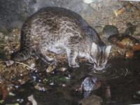 琉球の聖なる自然遺産  　　 野生の鼓動を聴く   　　この宝物をどう守り、どう引き継いでゆくのか    　　山城 博明　  著    　　      【沖縄・琉球・歴史・文化・自然・生物・動物・写真集】