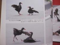 琉球の聖なる自然遺産  　　 野生の鼓動を聴く   　　この宝物をどう守り、どう引き継いでゆくのか    　　山城 博明　  著    　　      【沖縄・琉球・歴史・文化・自然・生物・動物・写真集】