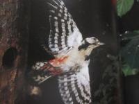 野生の瞬間 Ⅱ　  北の野鳥  　　ＢＩＲＤＳ　  ＯＦ 　 ＨＯＫＫＡＩＤＯ 　　   嶋田 忠　 著　    　平凡社 　発行 　　   自筆署名・落款入り  　　　　      【自然・生物・動物・鳥類・写真集】