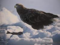 野生の瞬間 Ⅱ　  北の野鳥  　　ＢＩＲＤＳ　  ＯＦ 　 ＨＯＫＫＡＩＤＯ 　　   嶋田 忠　 著　    　平凡社 　発行 　　   自筆署名・落款入り  　　　　      【自然・生物・動物・鳥類・写真集】