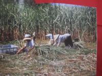 琉球パトローネ   　　 仲程長治写真集      　　著作者  　仲程長治     　　 編集工房 　東洋企画  　発行   　　　　     【沖縄・琉球・歴史・文化・写真集】