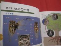 ☆生態写真と鳴き声で知る　　　 沖縄のセミ 全１９種　　　　 綴じ込み付録CD　：　沖縄のセミ１９種類の鳴き声収録　　　　　　　　 【沖縄・琉球・生物・昆虫・自然】