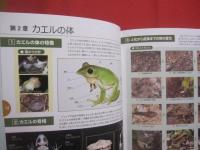 生態写真と鳴き声で知る    　　沖縄のカエル　　   全２０種      　　     綴じ込み付録CD　　   沖縄のカエル全種の鳴き声収録     　　　　     【琉球・生物・両生類・自然】