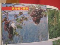 誰にでもできる薬草の利用法     　　 沖縄の薬草百科      　　やさしい煎じ方と飲み方 　　     カラー版    　　　　       【沖縄・琉球・自然・植物・健康・民間療法】