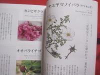 沖縄  　八重山発　　  南の島のハーブ  　　  嵩西洋子　 著   　　 南山舎 　発行 　　　　    【沖縄・琉球・歴史・食文化・自然・植物・香草】