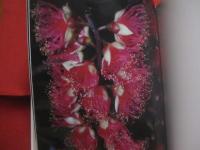 写真絵本　　    幸せの赤いさがり花 　　   虹の向こうからの贈りもの  　　  月としこ　  著  　　  ボーダーインク　  発行 　　   サイン本  　　　　    【沖縄・琉球・植物・写真集】