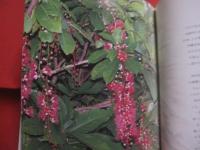 写真絵本　　    幸せの赤いさがり花 　　   虹の向こうからの贈りもの  　　  月としこ　  著  　　  ボーダーインク　  発行 　　   サイン本  　　　　    【沖縄・琉球・植物・写真集】