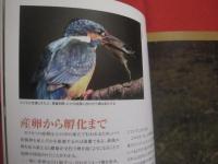 華麗なる水辺のハンター　　  カワセミ 　　 ヤマセミ  　　アカショウビン  　　ＢＩＲＤＥＲ 　　 ＳＰＥＣＩＡＬ  　　  文一総合出版　 発行  　　　　    【自然・生物・動物・鳥類】