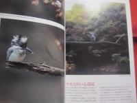 華麗なる水辺のハンター　　  カワセミ 　　 ヤマセミ  　　アカショウビン  　　ＢＩＲＤＥＲ 　　 ＳＰＥＣＩＡＬ  　　  文一総合出版　 発行  　　　　    【自然・生物・動物・鳥類】