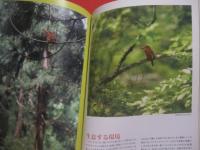 華麗なる水辺のハンター　　  カワセミ 　　 ヤマセミ  　　アカショウビン  　　ＢＩＲＤＥＲ 　　 ＳＰＥＣＩＡＬ  　　  文一総合出版　 発行  　　　　    【自然・生物・動物・鳥類】