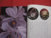 クストー  　　アマゾンの旅　　  偽りの楽園　　    ジャック＝イブ・クストー 　　 モーズ・リチャーズ 　 著   　　 開高 健　  監修  　　 柴田都志子  　訳  　　 光文社  　発行 　　　　      【自然・生物・動物・植物・環境・写真本】