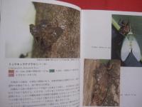 沖縄昆虫野外観察図鑑  　　第３巻　　  半翅目  　　双翅目 　 　膜翅目 　 　脈翅目    　　編著 　東  清二　　　　共著   　  堀  繁久  　   金城  政勝  　   湊  和雄    　 村山  望 　    上杉  兼司　　　　沖縄出版　　発行　　　　         【沖縄・琉球・自然・生物・昆虫】