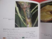 沖縄昆虫野外観察図鑑  　　第３巻　　  半翅目  　　双翅目 　 　膜翅目 　 　脈翅目    　　編著 　東  清二　　　　共著   　  堀  繁久  　   金城  政勝  　   湊  和雄    　 村山  望 　    上杉  兼司　　　　沖縄出版　　発行　　　　         【沖縄・琉球・自然・生物・昆虫】