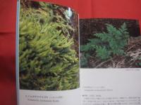 沖縄植物野外活用図鑑    　　第７巻　　    シダ植物　 ～ 　まめ科 　　   監修　  多和田真淳　　    池原直樹　  著  　　  新星図書　  発行  　　　　   【沖縄・琉球・自然・生物・野草】