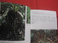 沖縄植物野外活用図鑑    　　第７巻　　    シダ植物　 ～ 　まめ科 　　   監修　  多和田真淳　　    池原直樹　  著  　　  新星図書　  発行  　　　　   【沖縄・琉球・自然・生物・野草】
