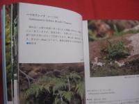 ★沖縄植物野外活用図鑑    　　第７巻　　    シダ植物　 ～ 　まめ科 　　   監修　  多和田真淳　　    池原直樹　  著  　　  新星図書　  発行  　　　　   【沖縄・琉球・自然・生物・野草】