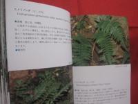 ★沖縄植物野外活用図鑑    　　第７巻　　    シダ植物　 ～ 　まめ科 　　   監修　  多和田真淳　　    池原直樹　  著  　　  新星図書　  発行  　　　　   【沖縄・琉球・自然・生物・野草】