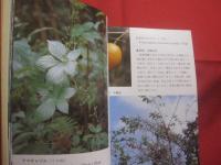 沖縄植物野外活用図鑑 　        第９巻 　        あかね科  ～  らん科       　  監修    多和田真淳         池原直樹    著     　    新星図書    発行        　     【沖縄・琉球・自然・生物・野草】