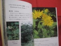 沖縄植物野外活用図鑑 　        第９巻 　        あかね科  ～  らん科       　  監修    多和田真淳         池原直樹    著     　    新星図書    発行        　     【沖縄・琉球・自然・生物・野草】