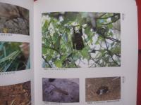 石垣島  　　  故郷安良の原風景   　　 その歴史と自然   　　 編集  　石垣市総務部市史編集室 　　   石垣市　  発行　　　　     【沖縄・琉球・歴史・文化・離島・先島諸島】