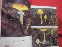続 　北海道のキノコ  　　 ＣＯＮＴＩＮＵＥ  　ＦＵＮＧＩ 　 ＯＦ 　 ＨＯＫＫＡＩＤＯ   　　 五十嵐恒夫　 著        　　    【自然・菌類・菌糸】
