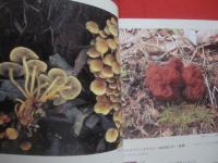 続 　北海道のキノコ  　　 ＣＯＮＴＩＮＵＥ  　ＦＵＮＧＩ 　 ＯＦ 　 ＨＯＫＫＡＩＤＯ   　　 五十嵐恒夫　 著        　　    【自然・菌類・菌糸】