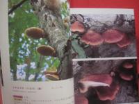 続 　北海道のキノコ  　　 ＣＯＮＴＩＮＵＥ  　ＦＵＮＧＩ 　 ＯＦ 　 ＨＯＫＫＡＩＤＯ   　　 五十嵐恒夫　 著        　　    【自然・菌類・菌糸】