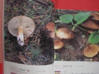 続 　北海道のキノコ  　　 ＣＯＮＴＩＮＵＥ  　ＦＵＮＧＩ 　 ＯＦ 　 ＨＯＫＫＡＩＤＯ   　　 五十嵐恒夫　 著        　　    【自然・菌類・菌糸】
