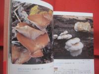 続 　北海道のキノコ  　　 ＣＯＮＴＩＮＵＥ  　ＦＵＮＧＩ 　 ＯＦ 　 ＨＯＫＫＡＩＤＯ   　　 五十嵐恒夫　 著        　　    【自然・菌類・菌糸】