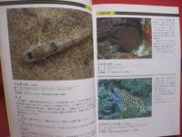 ダイビングポイントマップ　  沖縄　　    ―  危険生物編  ― 　　   悦  秀満 　著　　　　沖縄マリン出版　  発行            　　     【沖縄・琉球・自然・海洋・アウトドア・マリンスポーツ】
