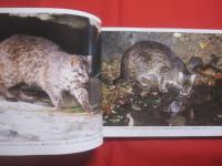 琉球の聖なる自然遺産      　   野生の鼓動を聴く      　   この宝物をどう守り 、 どう引き継いでゆくのか       　   山城博明     著        　高文研   発行  　              【沖縄・琉球・歴史・文化・自然・生物・動物・写真集】