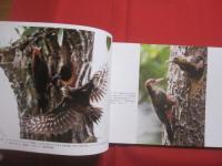 琉球の聖なる自然遺産      　   野生の鼓動を聴く      　   この宝物をどう守り 、 どう引き継いでゆくのか       　   山城博明     著        　高文研   発行  　              【沖縄・琉球・歴史・文化・自然・生物・動物・写真集】