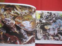 琉球の聖なる自然遺産      　   野生の鼓動を聴く      　   この宝物をどう守り 、 どう引き継いでゆくのか       　   山城博明     著        　高文研   発行  　              【沖縄・琉球・歴史・文化・自然・生物・動物・写真集】