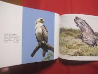 琉球の聖なる自然遺産      　   野生の鼓動を聴く      　   この宝物をどう守り 、 どう引き継いでゆくのか       　   山城博明     著        　高文研   発行  　              【沖縄・琉球・歴史・文化・自然・生物・動物・写真集】