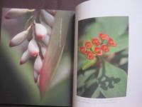 琉球パトローネ　　      仲程長治写真集        　　著作者  　 仲程長治       　　 編集工房　  東洋企画　   発行     　　       【沖縄・琉球・歴史・文化・写真集・自然・風景】