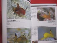 ウミウシガイドブック      　　沖縄・慶良間諸島の海から   　　   小野篤司 　  著    　　  ＴＢＳブリタニカ 　  発行      　　　　     【沖縄・琉球・自然・海洋生物・軟体動物】