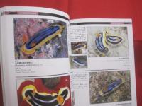 ウミウシガイドブック      　　沖縄・慶良間諸島の海から   　　   小野篤司 　  著    　　  ＴＢＳブリタニカ 　  発行      　　　　     【沖縄・琉球・自然・海洋生物・軟体動物】