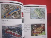 ウミウシガイドブック      　　沖縄・慶良間諸島の海から   　　   小野篤司 　  著    　　  ＴＢＳブリタニカ 　  発行      　　　　     【沖縄・琉球・自然・海洋生物・軟体動物】