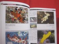 ★ウミウシガイドブック  　　      沖縄・慶良間諸島の海から     　　   小野篤司  　  著        ＴＢＳブリタニカ　    発行  　　            【沖縄・琉球・自然・海洋生物・軟体動物】