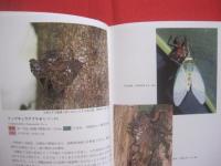 沖縄昆虫野外観察図鑑   　　 全４巻 　　   東  清二　 編著  　　  沖縄出版　 発行  　　  定価　 １８，０００円  　　　　     【沖縄・琉球・自然・生物】